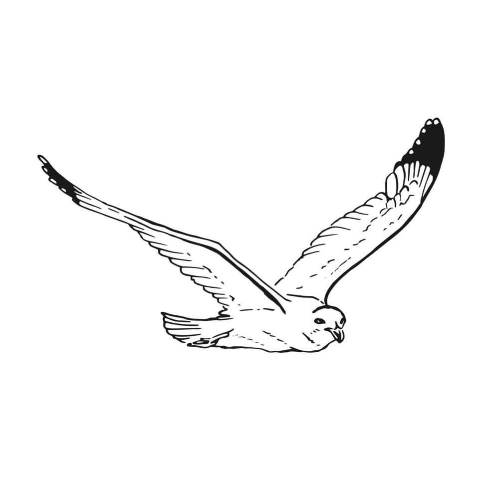 Sketch of flying seagulls. Hand drawn illustration converted to vector. Line art style isolated on white background. vector