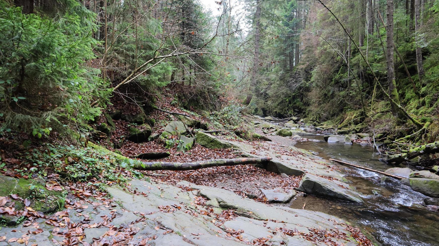 Landscape of a mountain river in the forest in early autumn and late summer. water in a natural stream. beautiful and relaxing forest with a river. River deep in mountain forest. Nature composition. photo