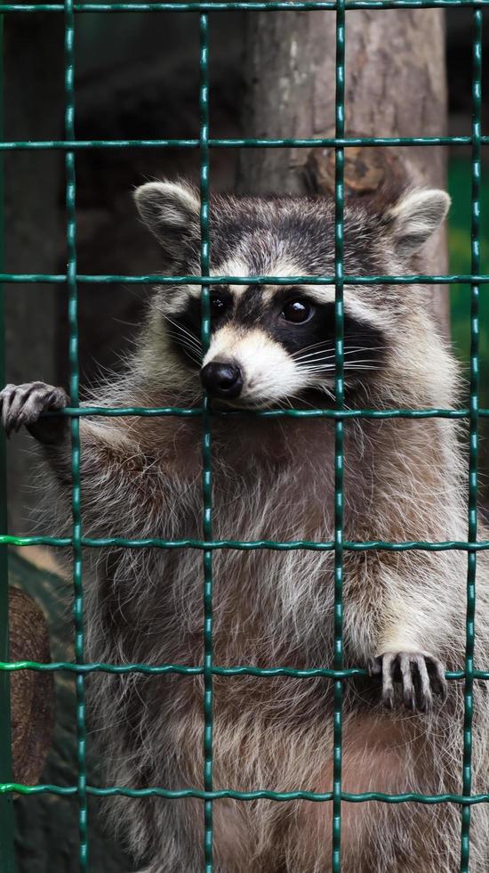 A raccoon in a cage in a zoo is scanning the grill. Portrait of a raccoon looking at the camera without touching the eyes. genus of predatory mammals of the raccoon family. inhabitants of America. photo