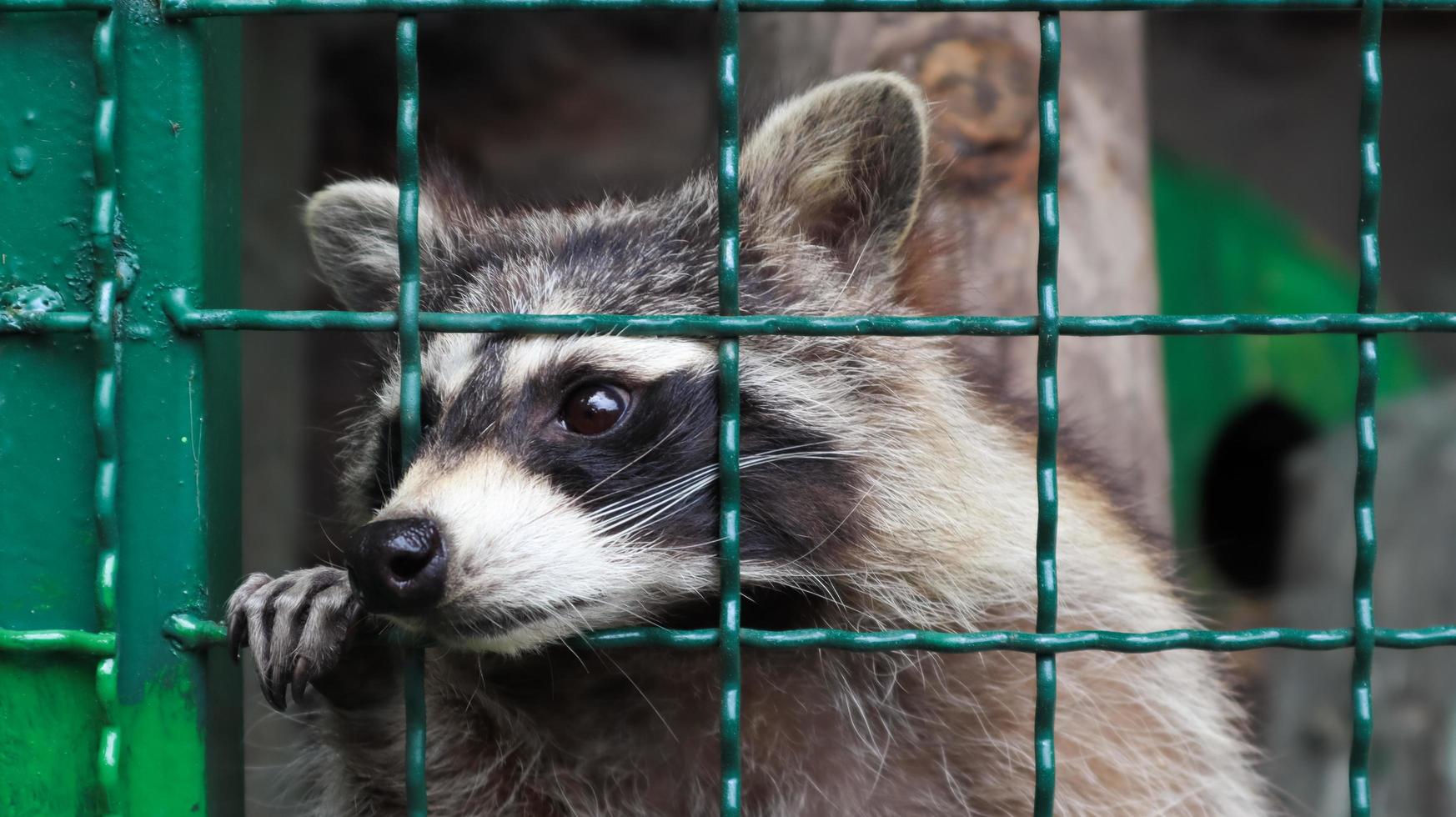 A raccoon in a cage in a zoo is scanning the grill. Portrait of a raccoon looking at the camera without touching the eyes. genus of predatory mammals of the raccoon family. inhabitants of America. photo