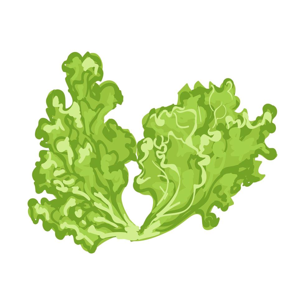ilustración de hojas de lechuga vector