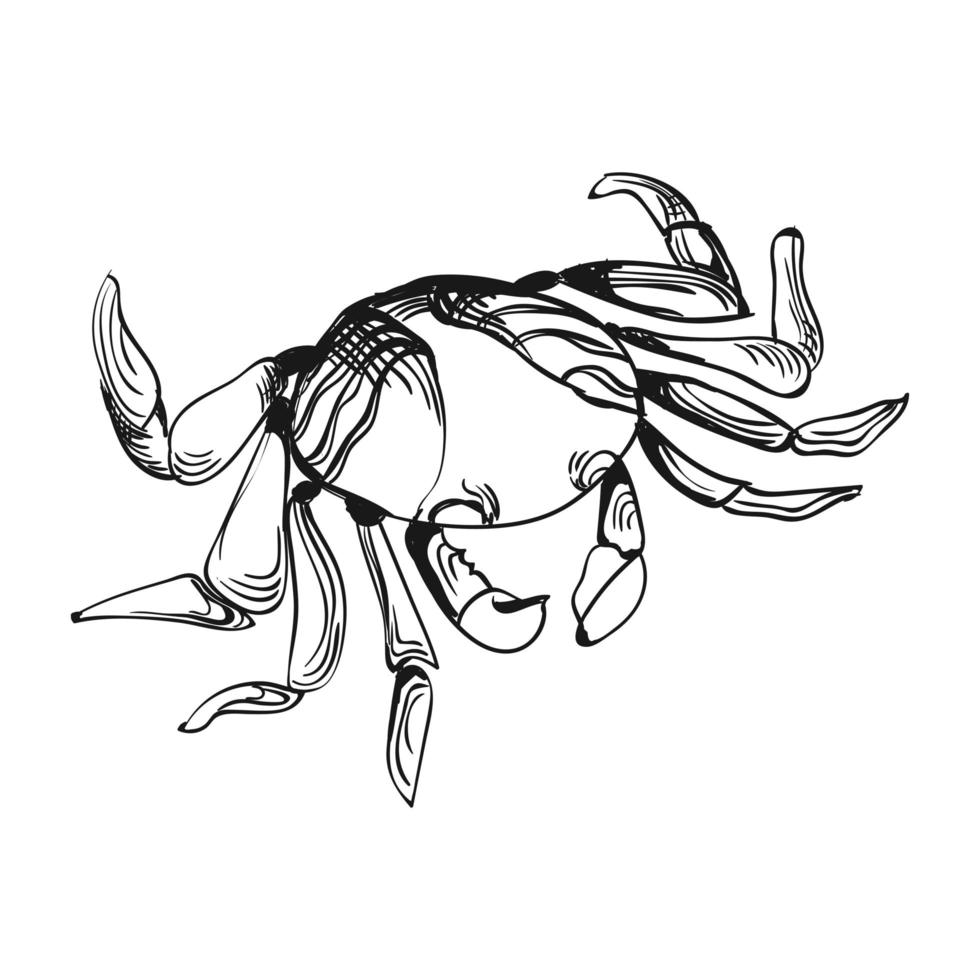 Crab Sketch Illustration vector