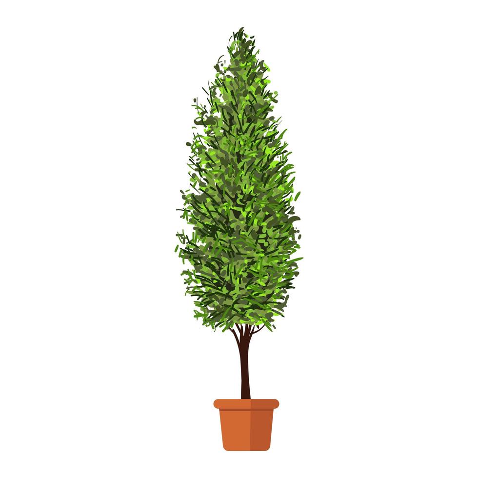 Thuja in Pot Illustration vector