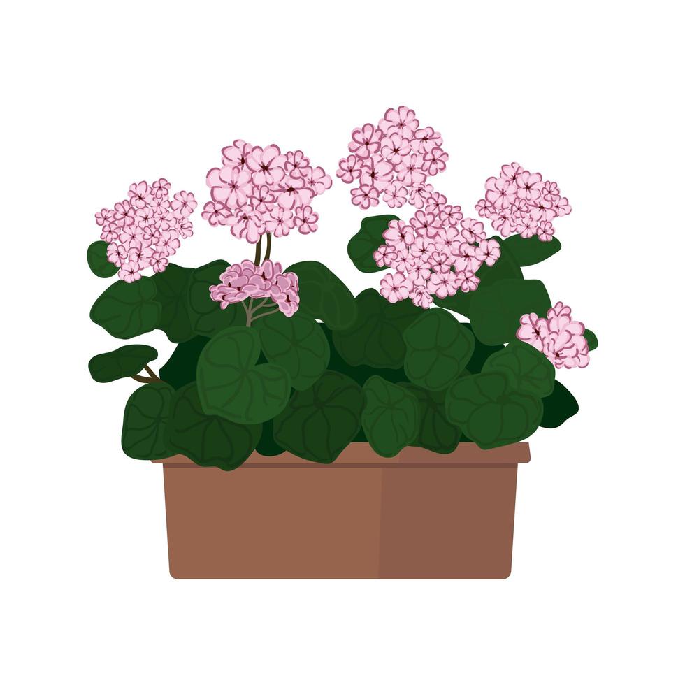 Blooming Geranium in Pot Illustration vector