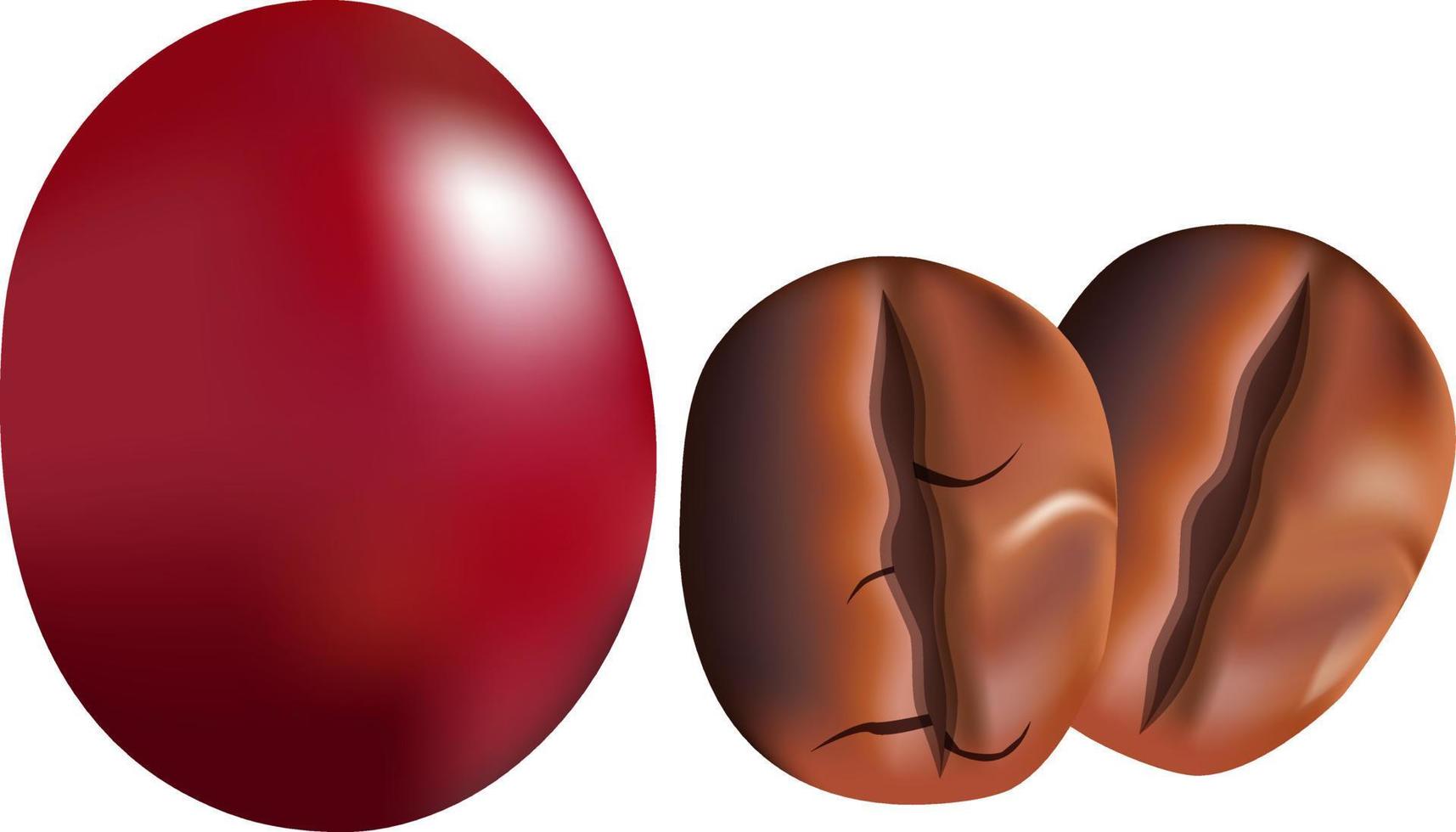 Coffee fruit and grains illustration vector