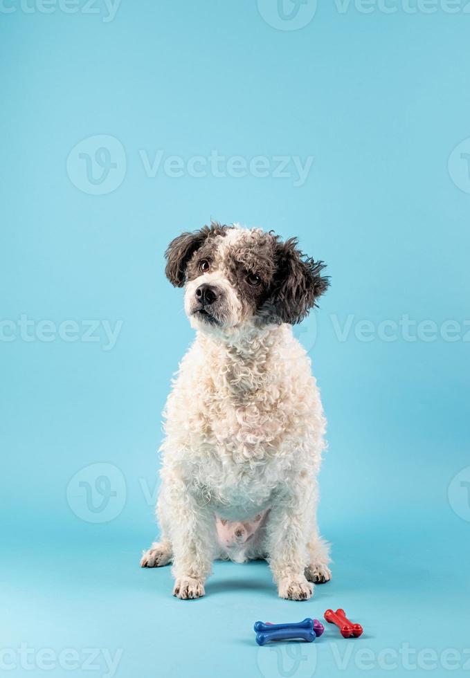 Mixed breed cute dog portrait on blue background photo