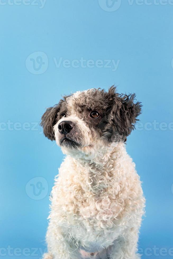 Mixed breed cute dog portrait on blue background photo