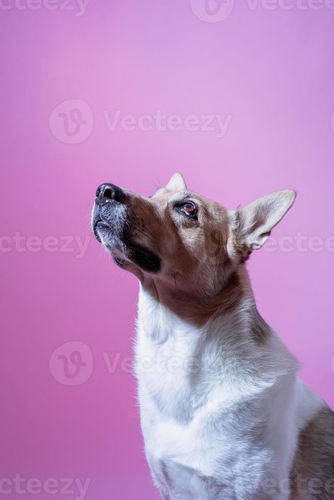 Mixed breed cute dog portrait on pink background photo