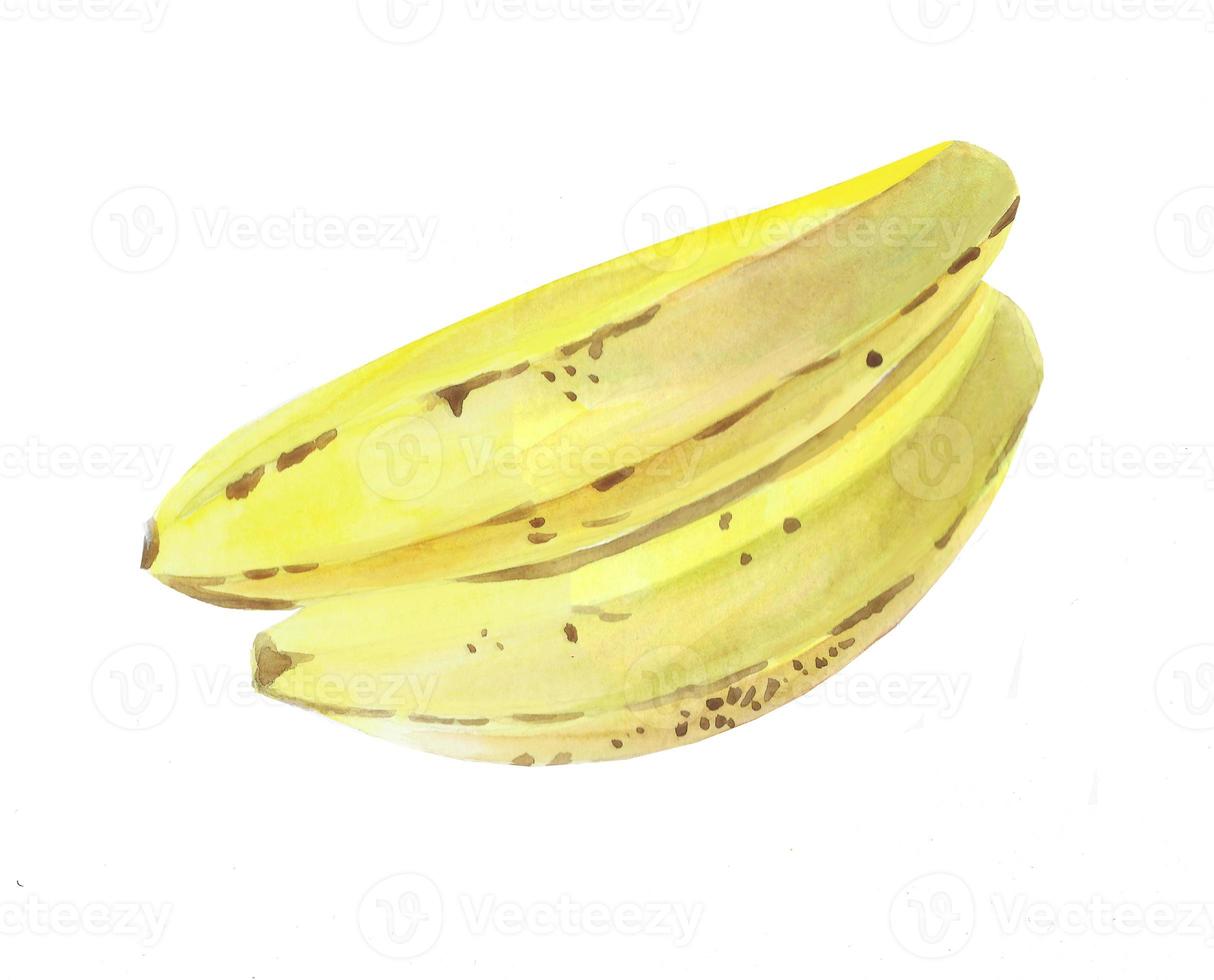 Watercolor drawing of ripe bananas. Watercolor hand-drawn illustration isolated on a white background. photo