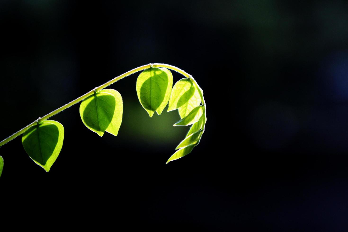 Close-up photo of young and growing leaves and stems. Dark background. Copy space.