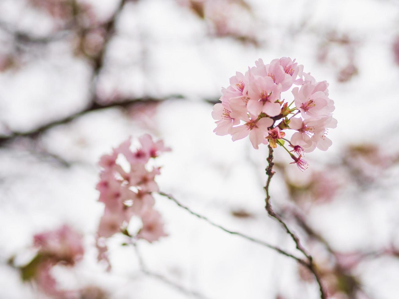 Romantic pink flowers explosion. photo