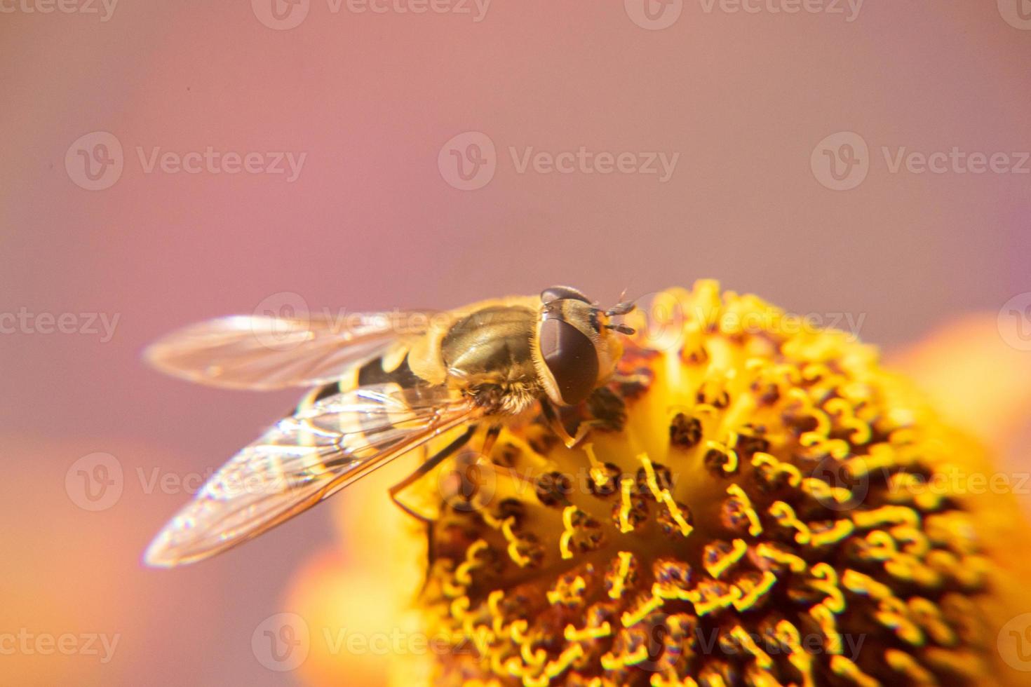 Honey bee covered with yellow pollen drink nectar, pollinating flower. Inspirational natural floral spring or summer blooming garden background. Life of insects, Extreme macro close up selective focus photo