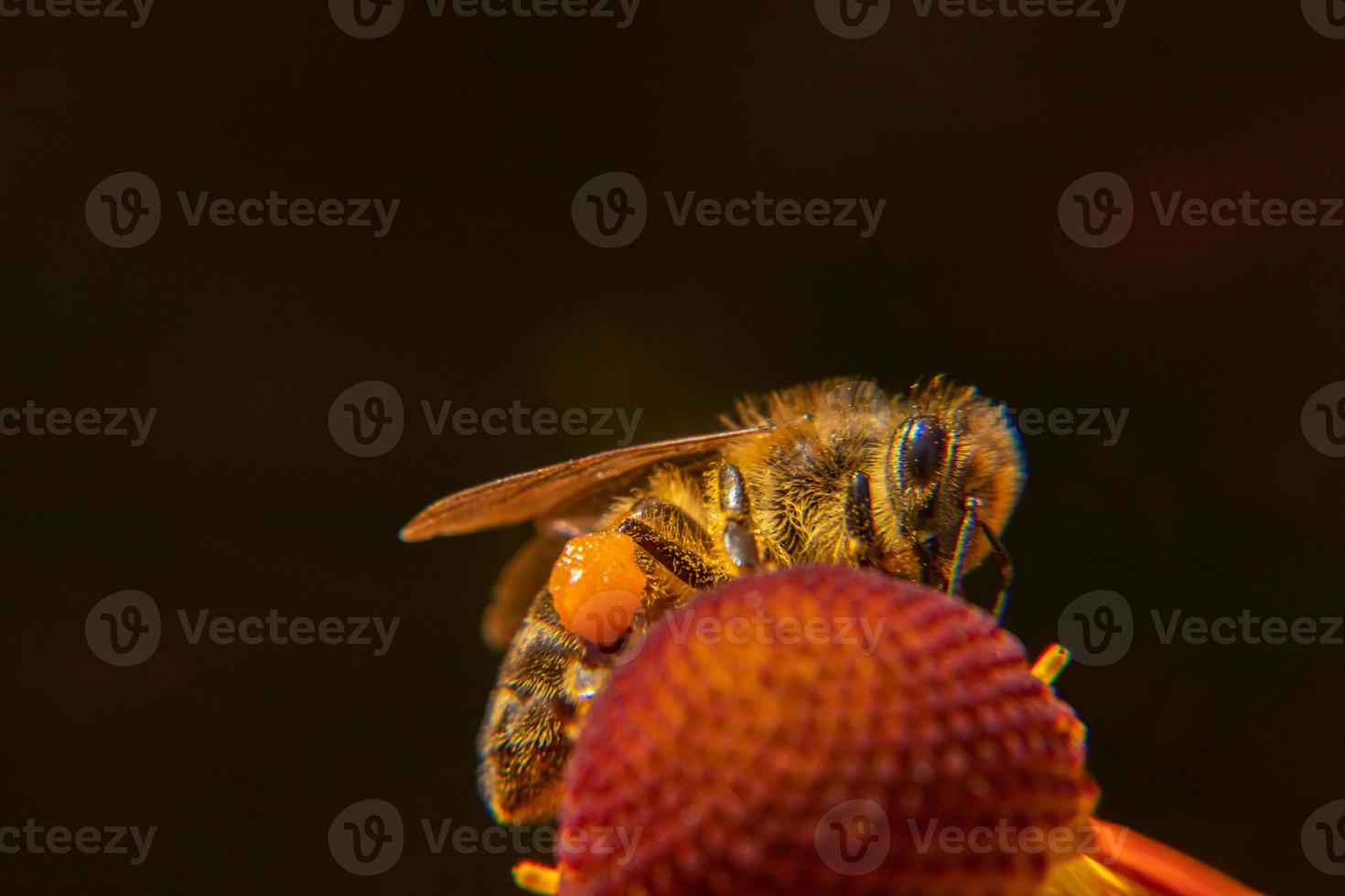 Honey bee covered with yellow pollen drink nectar, pollinating flower. Inspirational natural floral spring or summer blooming garden background. Life of insects, Extreme macro close up selective focus photo