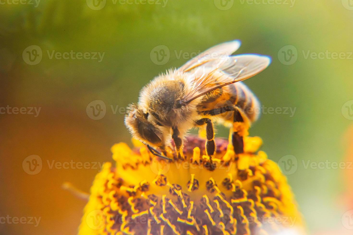 Honey bee covered with yellow pollen drink nectar, pollinating flower. Inspirational natural floral spring or summer blooming garden background. Life of insects, Extreme macro close up selective focus photo