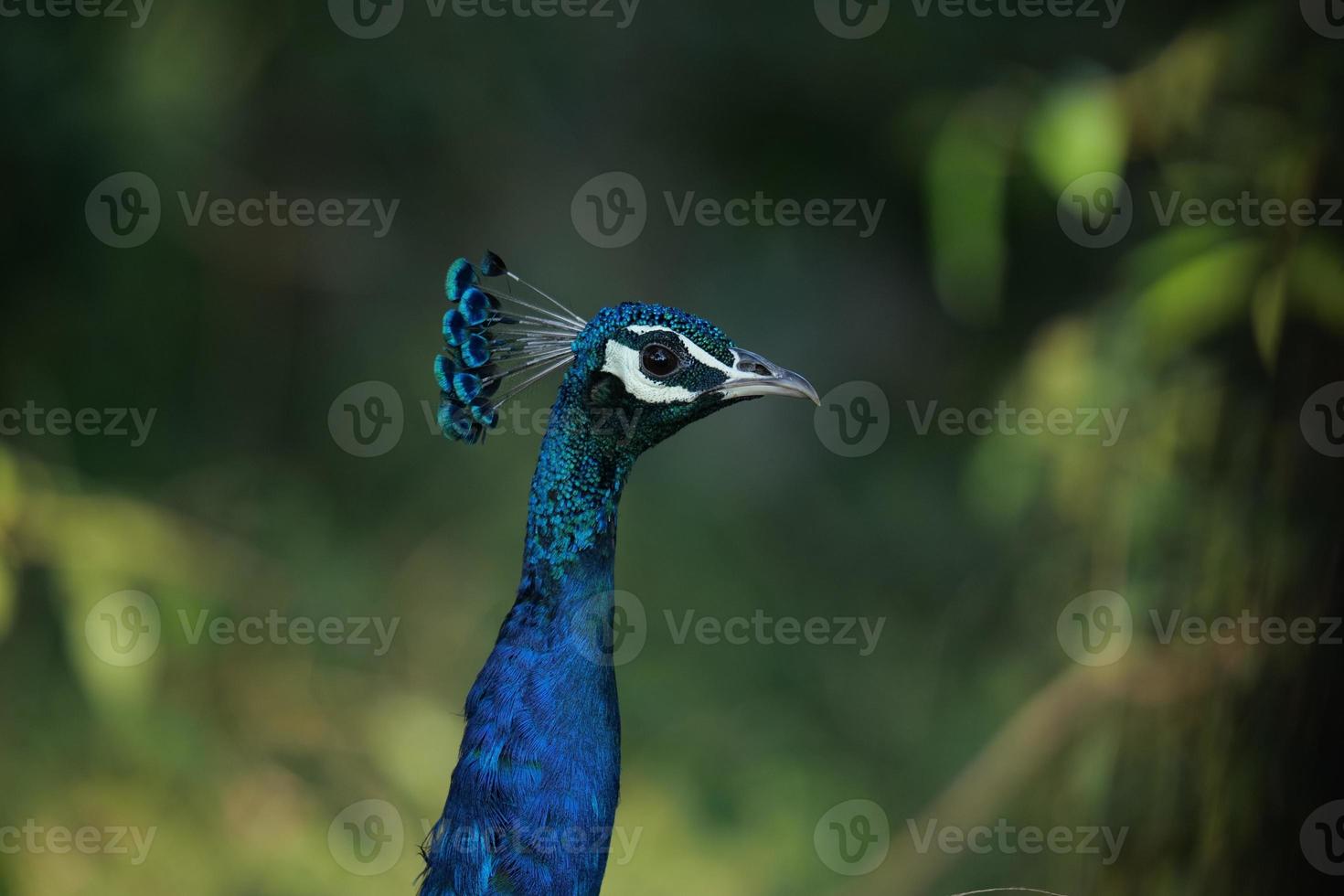 Birds in their Habitat photo