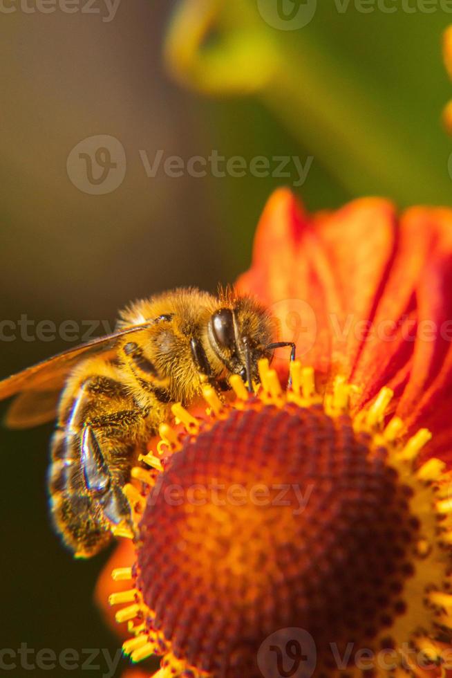 Honey bee covered with yellow pollen drink nectar, pollinating flower. Inspirational natural floral spring or summer blooming garden background. Life of insects, Extreme macro close up selective focus photo