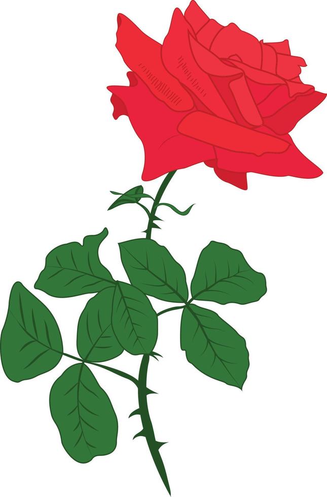 rosa roja aislado sobre fondo blanco. vector