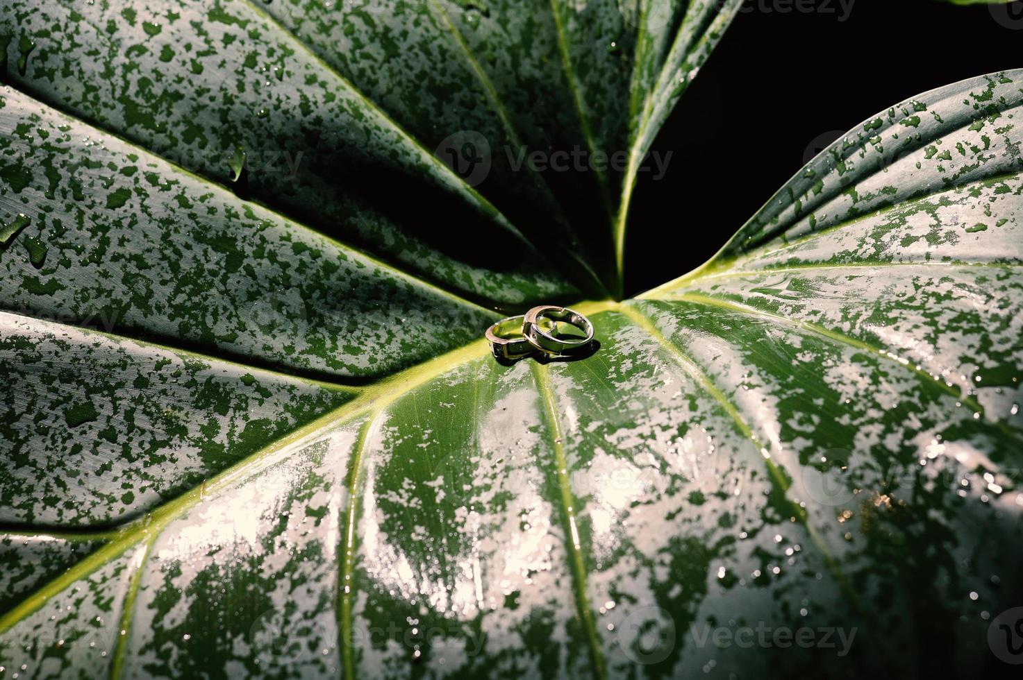 A pair of wedding rings on green leaf photo