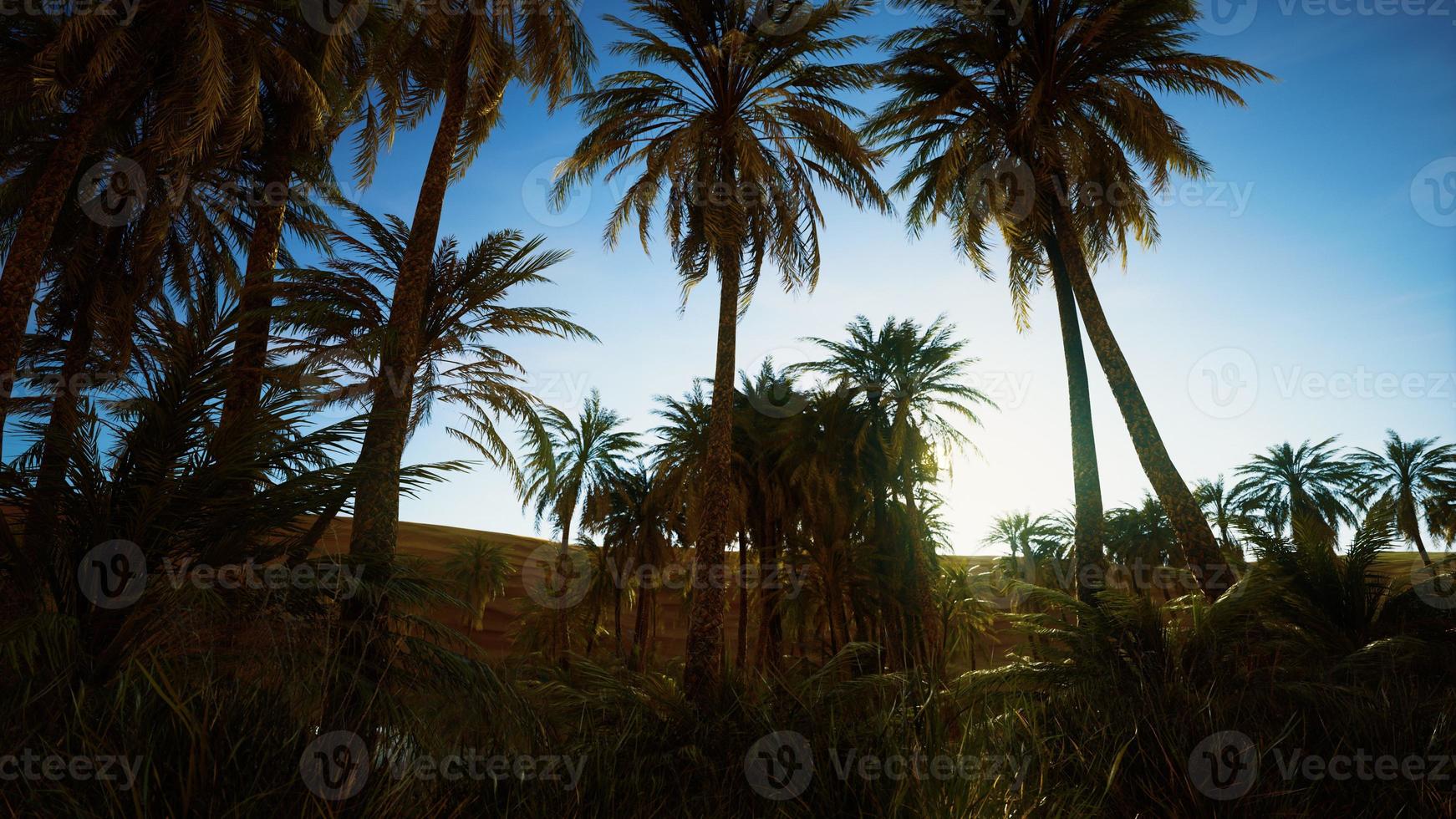 8K desert oasis with palms and lake photo