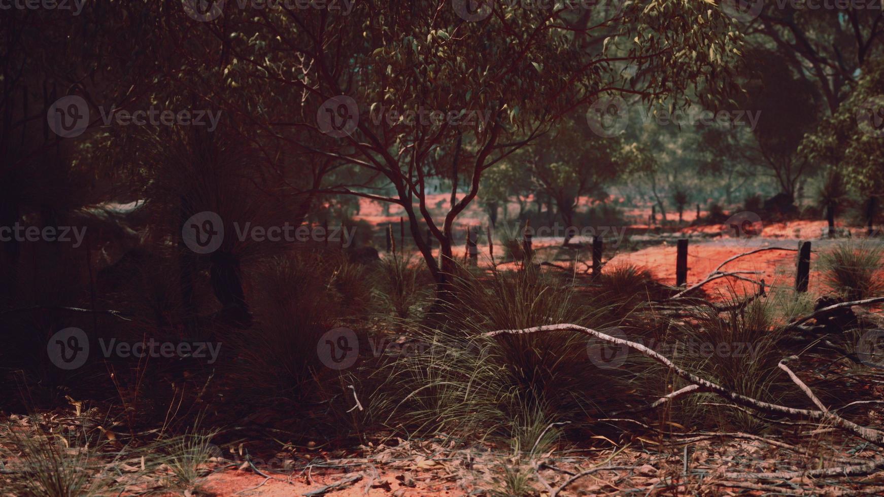 red sand bush with trees photo