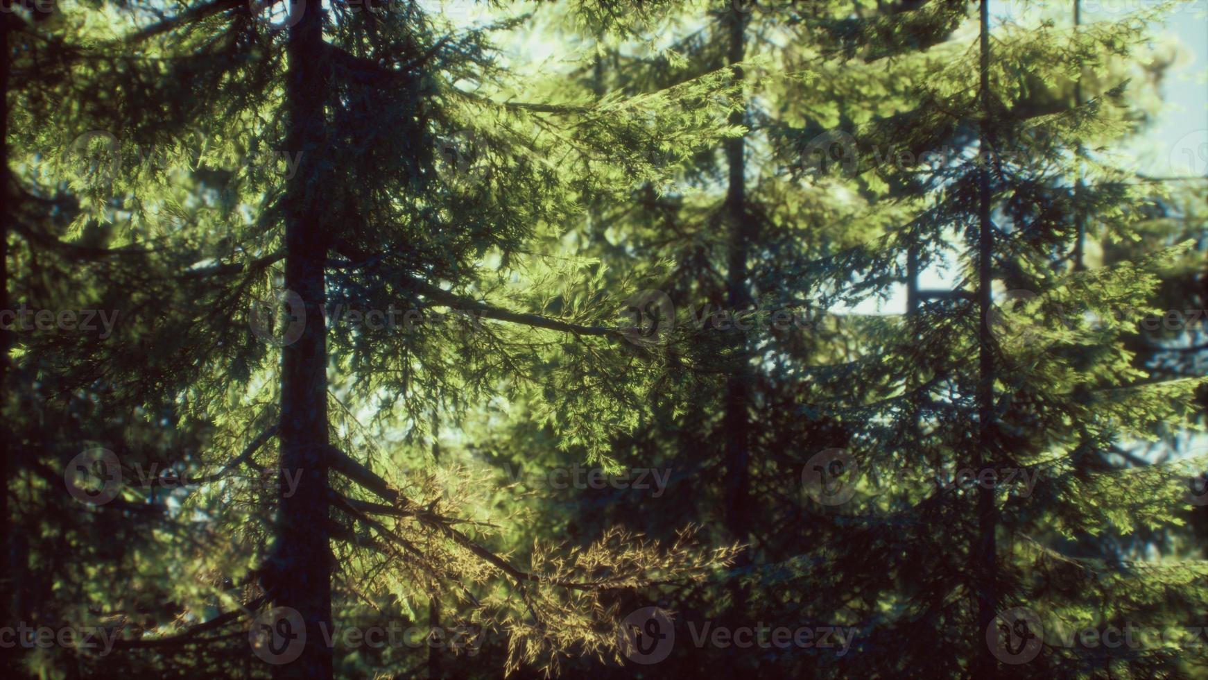 green cone trees in bright sun light photo