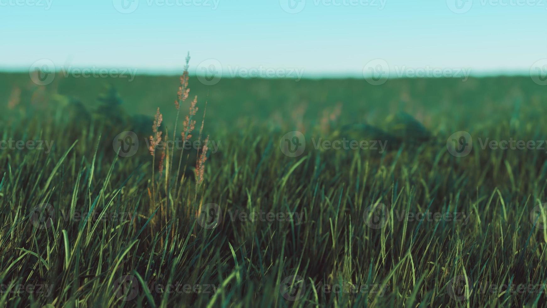 Green fresh grass as a nice background photo
