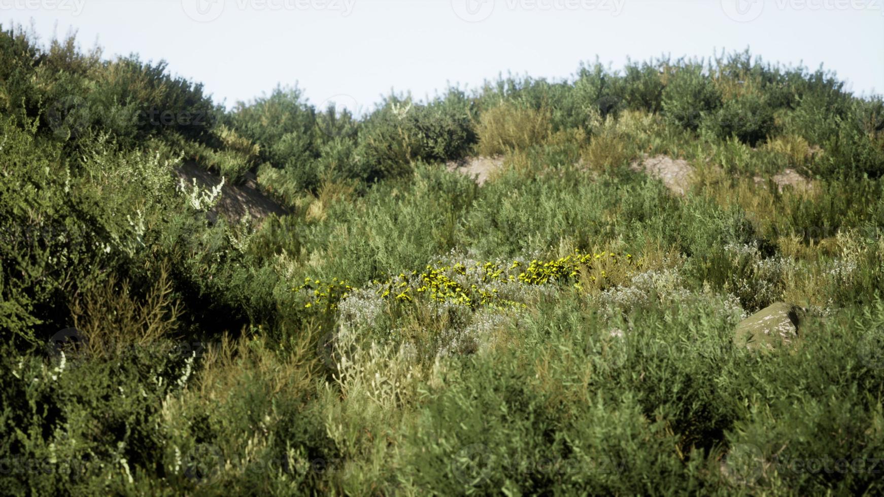 Beach dunes with long grass photo