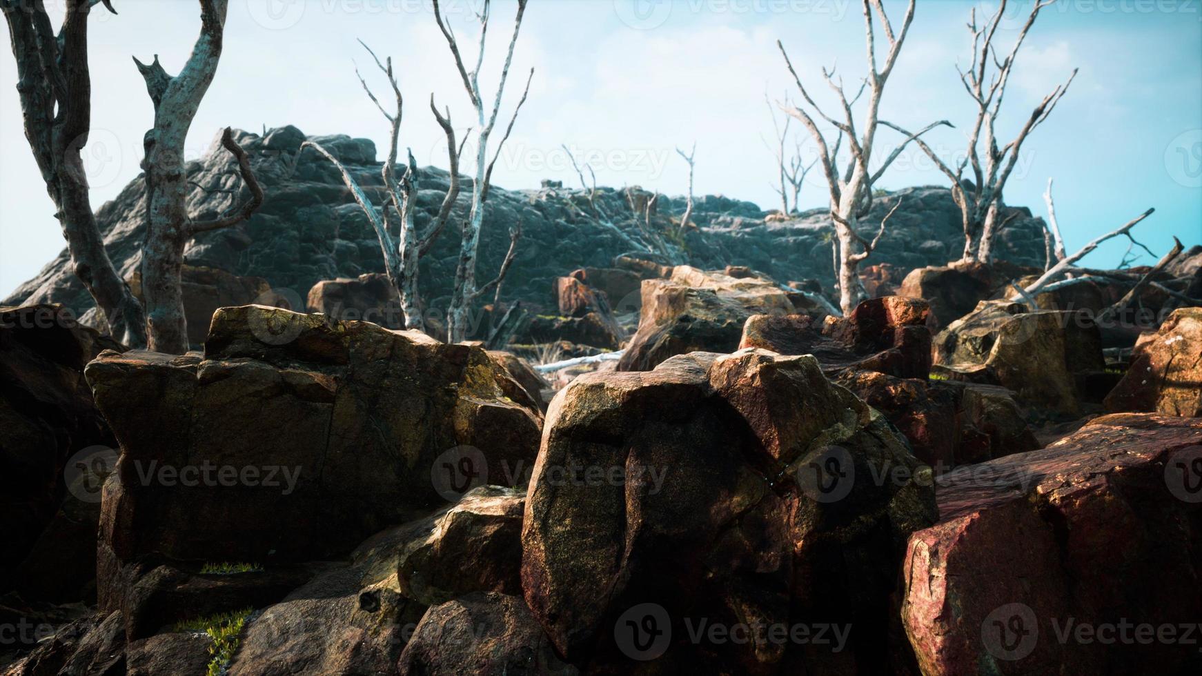 lava stone field with dead trees and plants photo