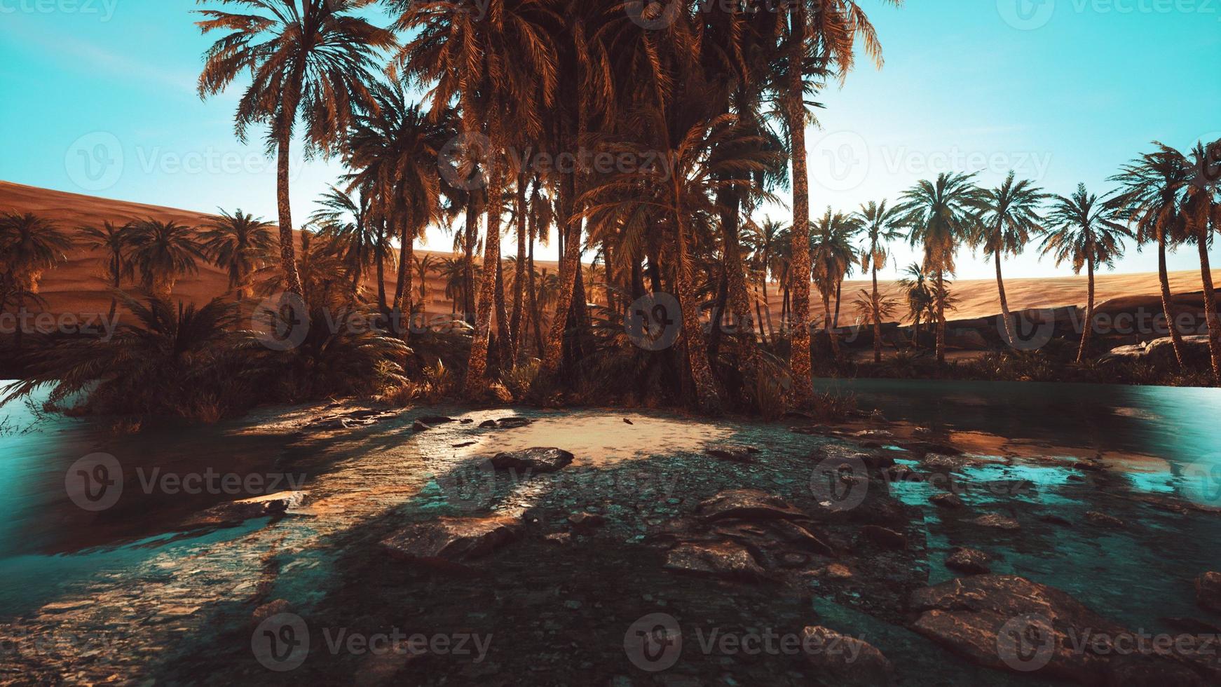 Palm Trees in Sahara Desert photo