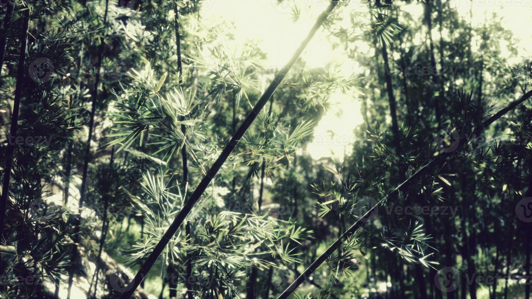 Green bamboo forest in Hawaii photo