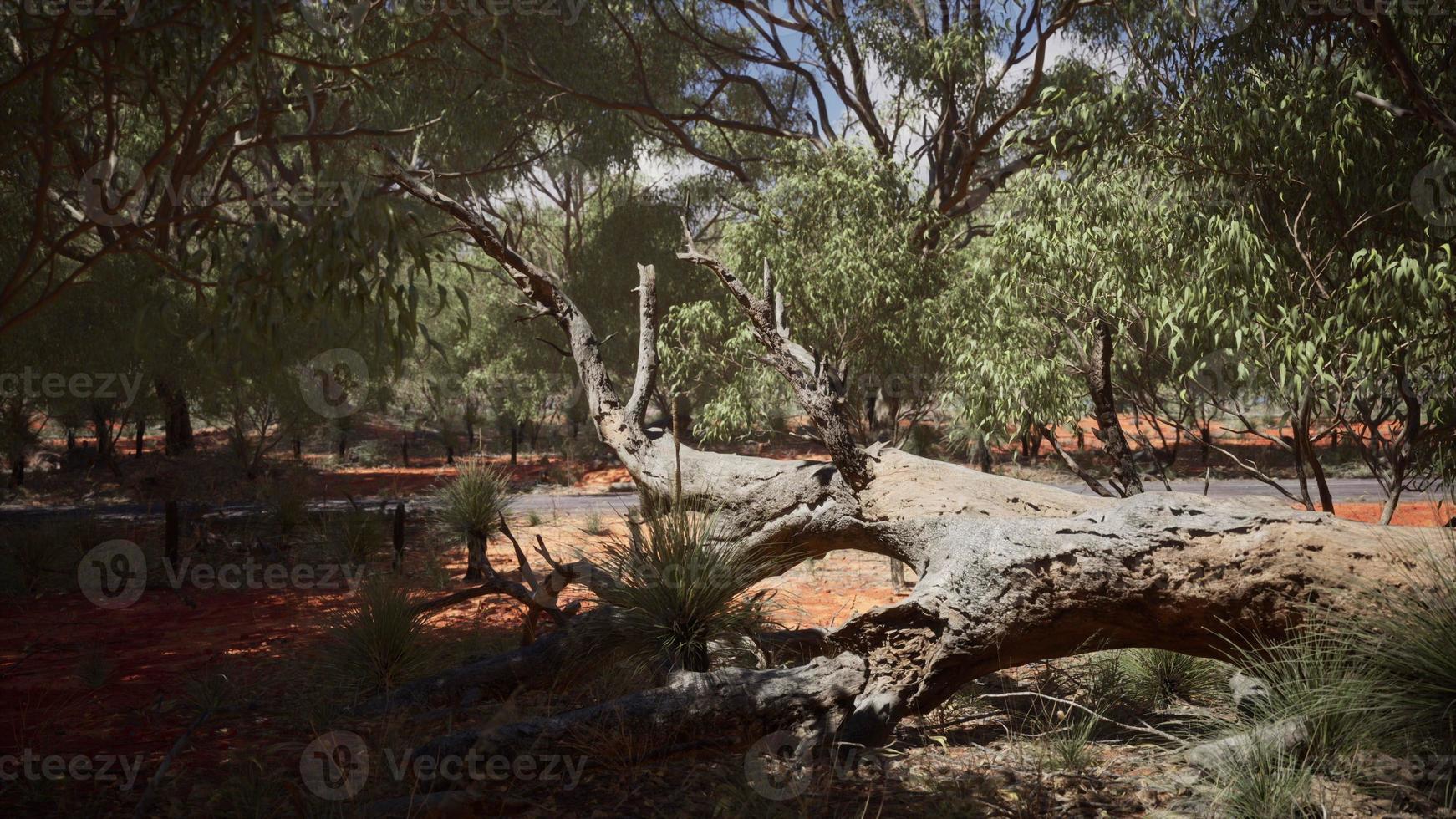 red sand bush with trees photo