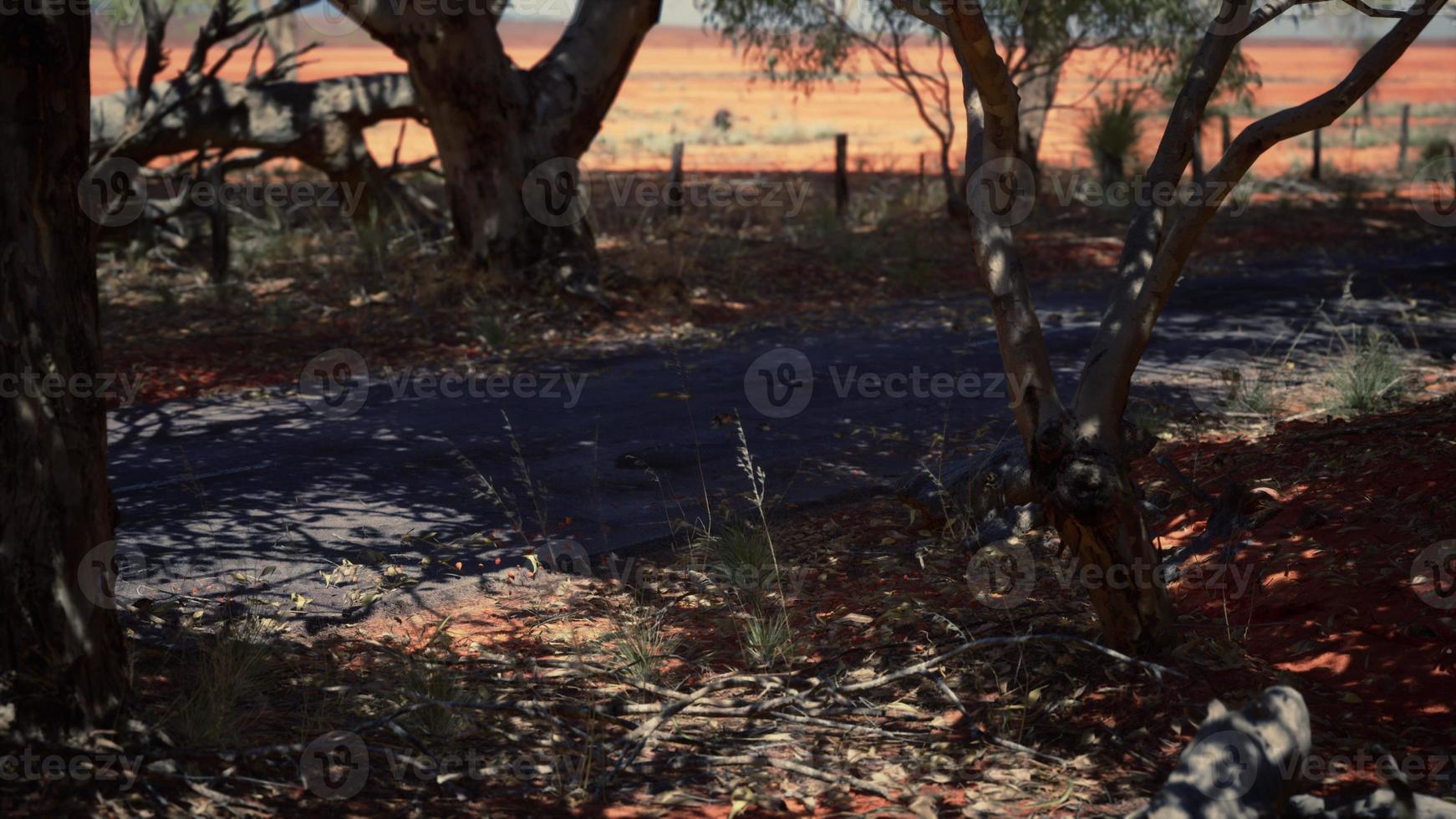 outback road with dry grass and trees photo