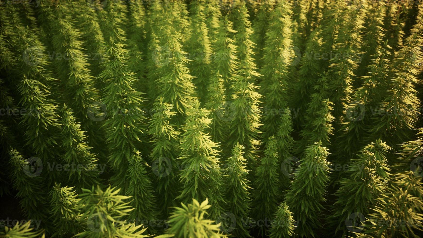Field of green medial cannabis photo