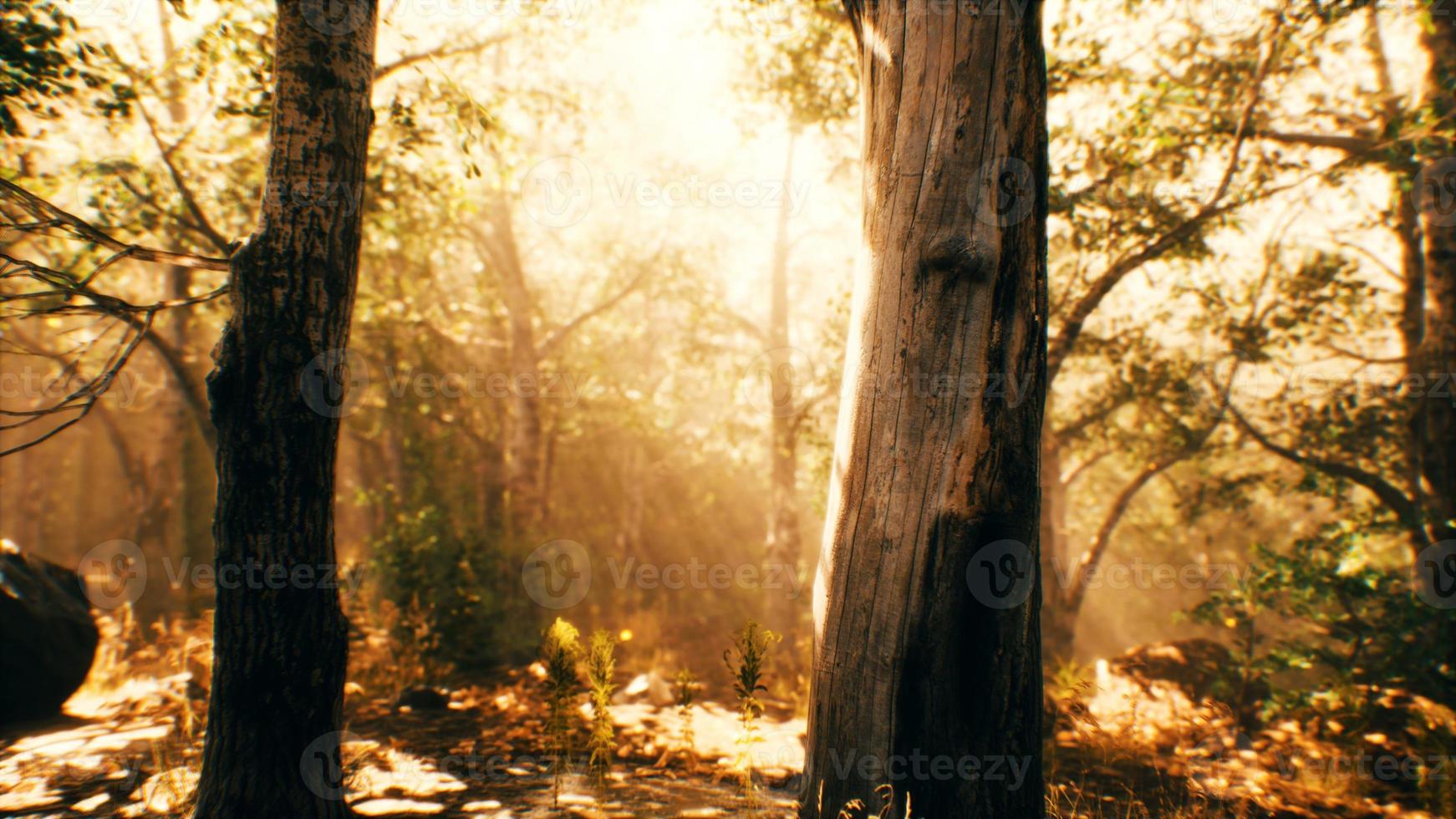 rays of sunlight in a misty forest in autumn photo