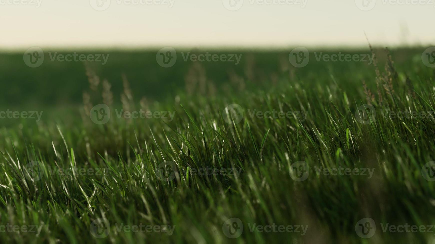 Green fresh grass as a nice background photo