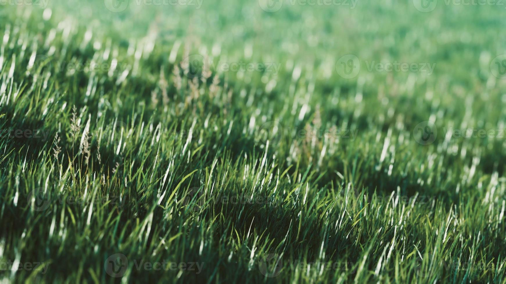 Green fresh grass as a nice background photo