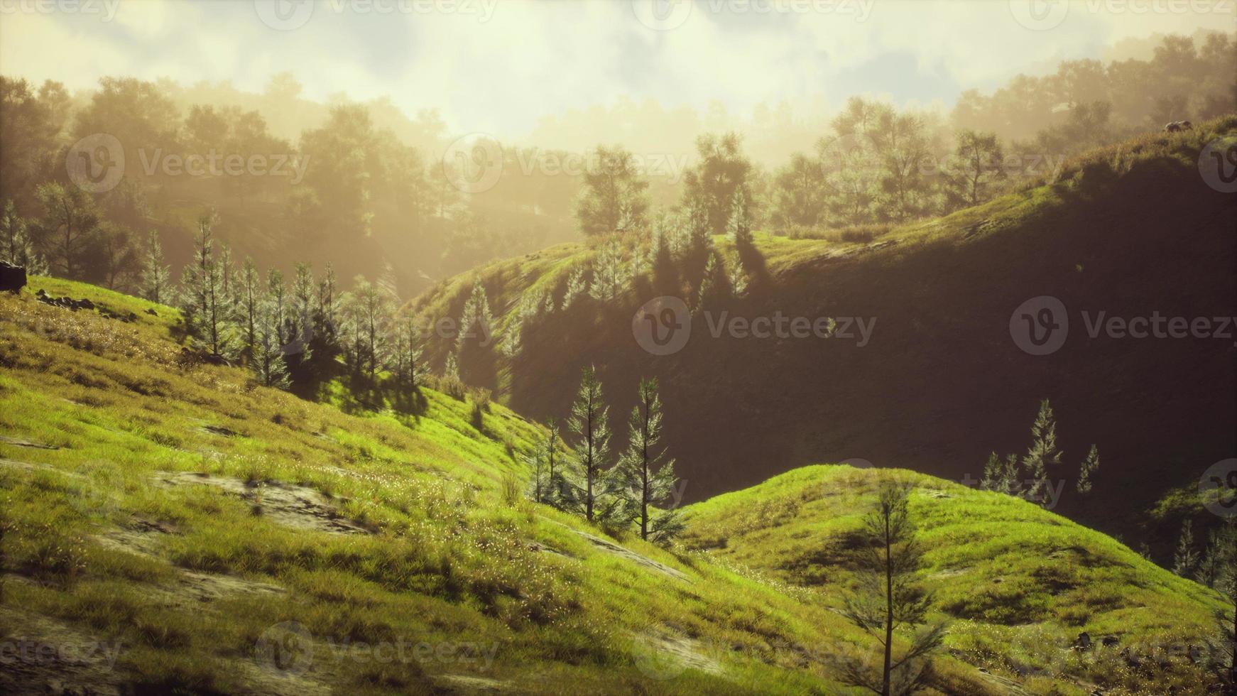 green trees in canyon at sunset with fog photo