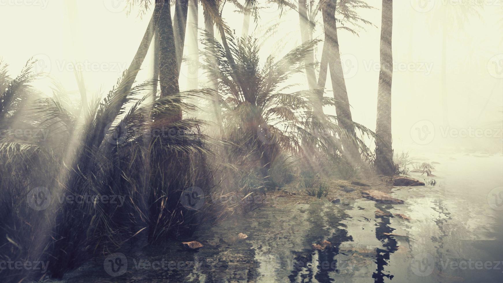 coconut palms in deep morning fog photo