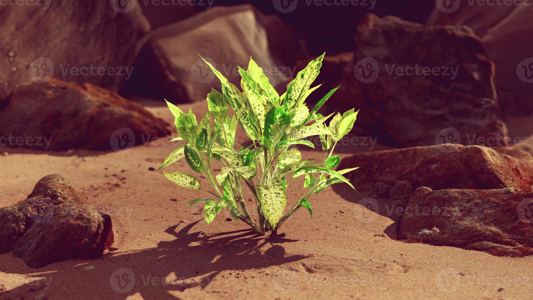 green plant at sand beach photo