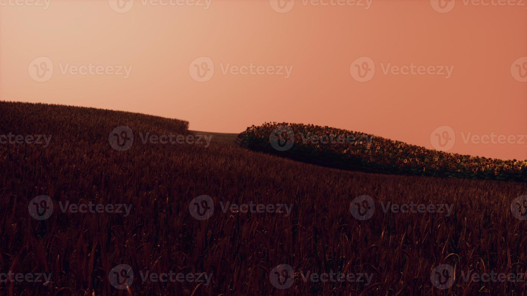 Gold Wheat Field at Sunset Landscape photo