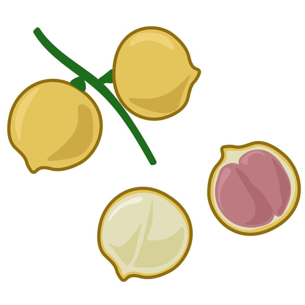 Burmese grapes whole and half, exotic bacorea fruit on a twig and cut vector