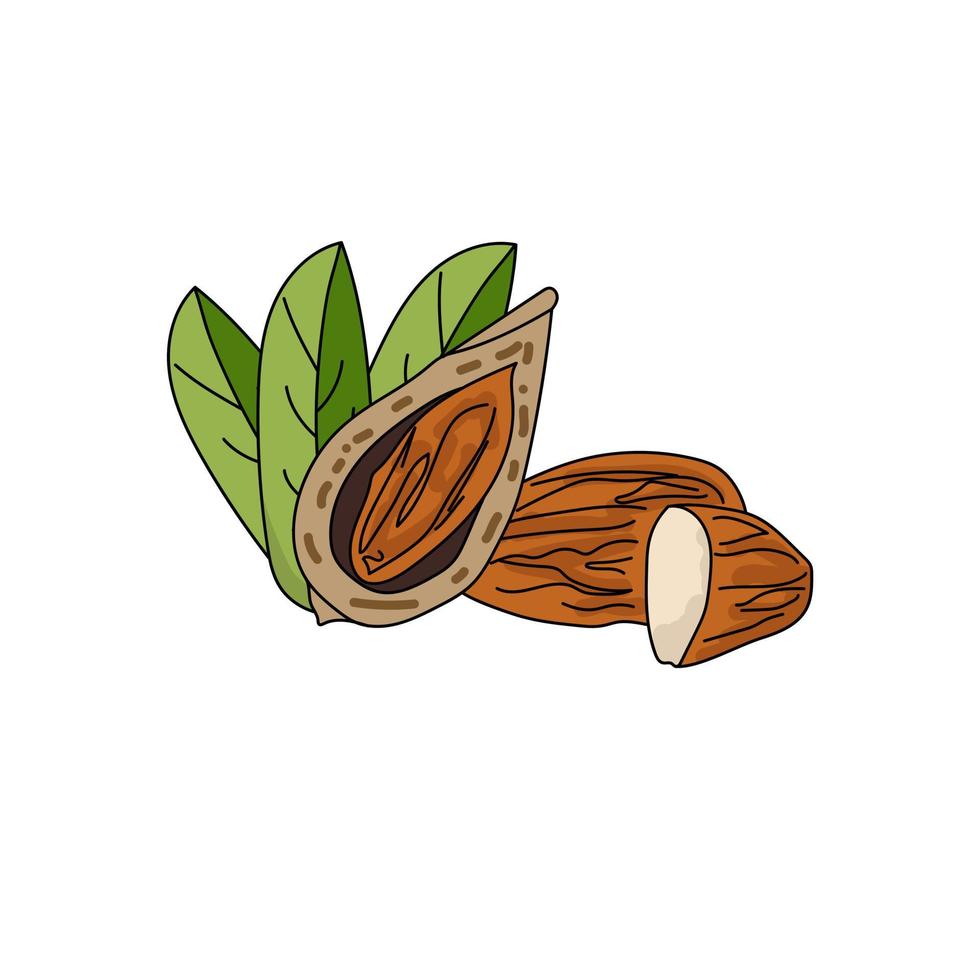 Peeled almonds and in half, leaves and walnut lying side by side vector