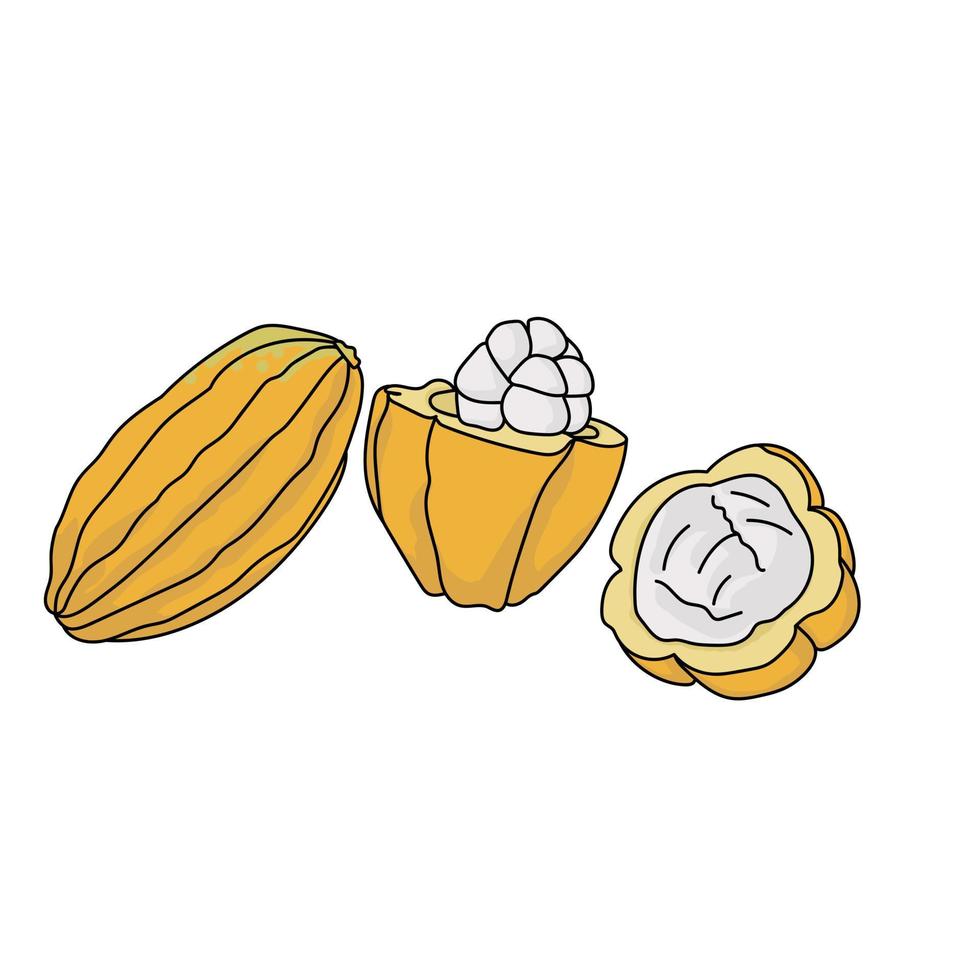 Cocoa fruit, whole and half, a juicy tropical yellow fruit with white flesh inside vector