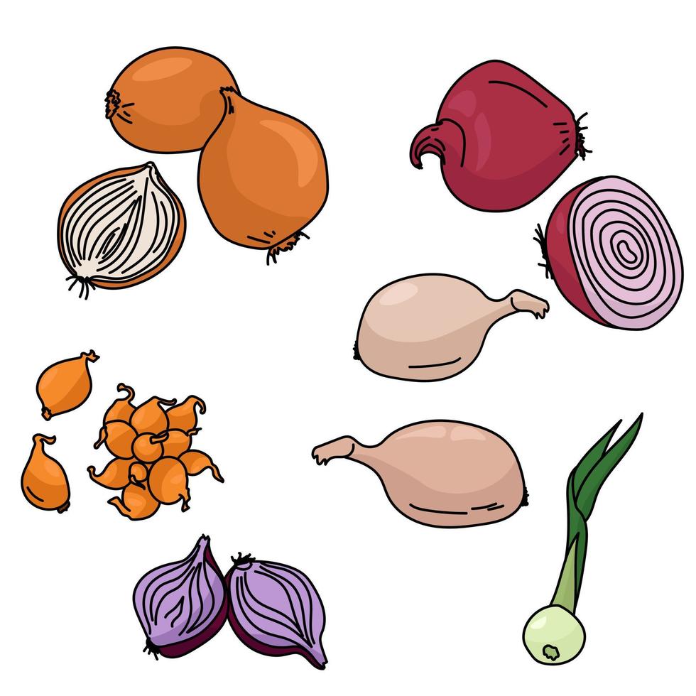 conjunto de diferentes tipos de cebollas, un vegetal saludable y un ingrediente para platos vector