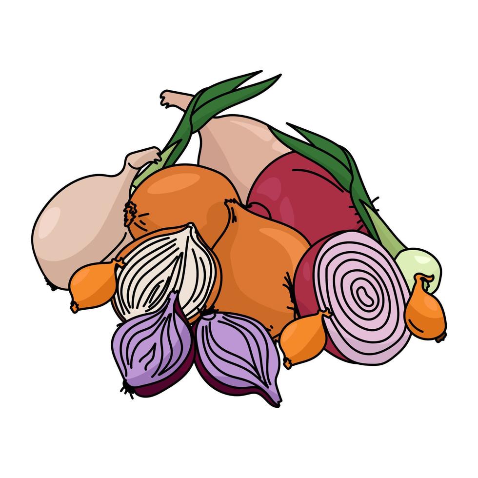 A bunch of bulbs of various varieties and sizes, a harvest of a healthy vegetable vector