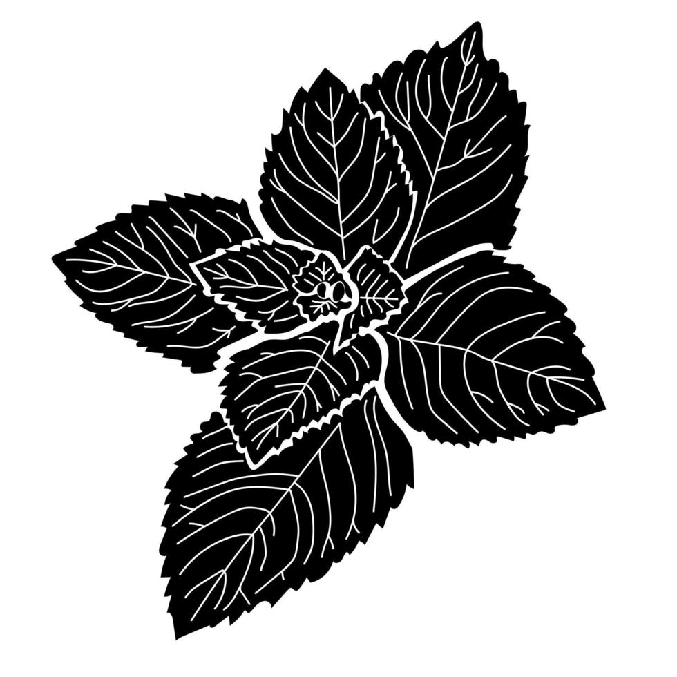 silueta de menta, manojo de hojas densamente veteadas, hierba aromática para cocinar alimentos y bebidas vector