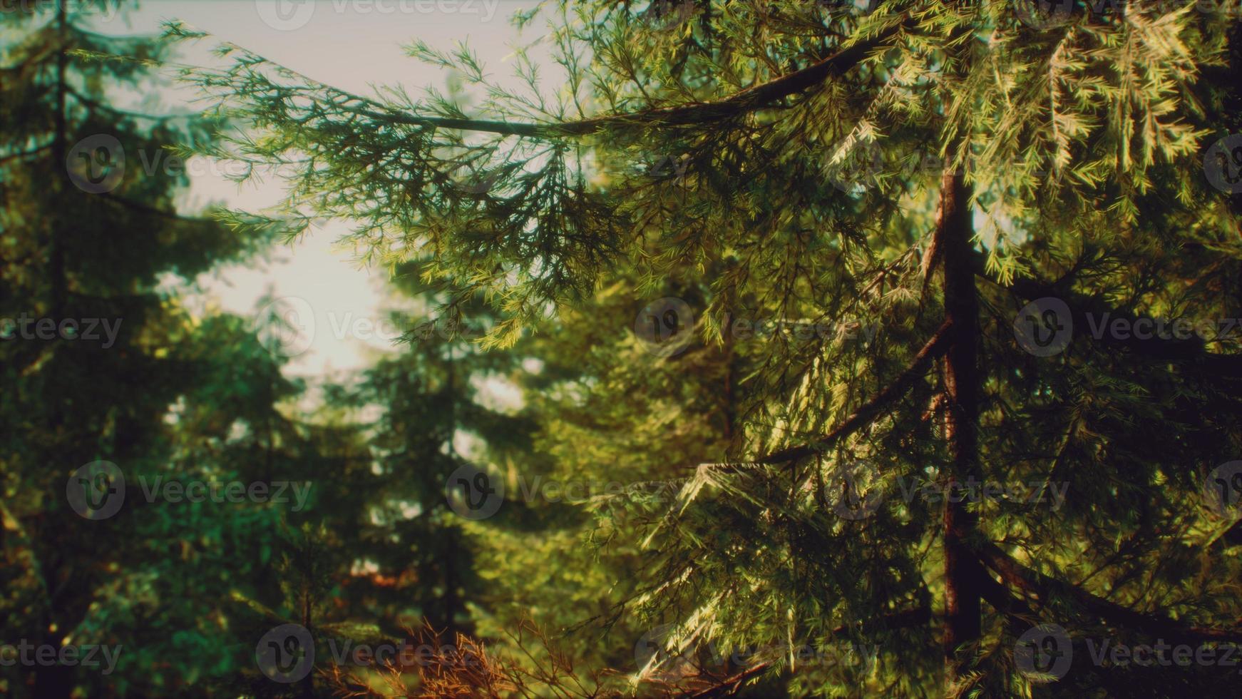 green cone trees in bright sun light photo