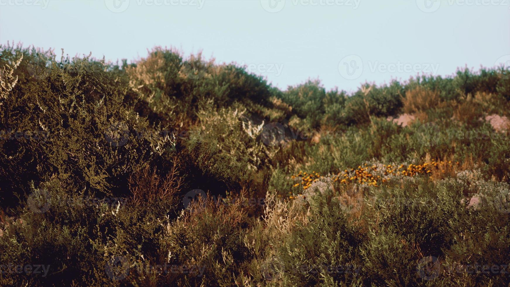 Beach dunes with long grass photo
