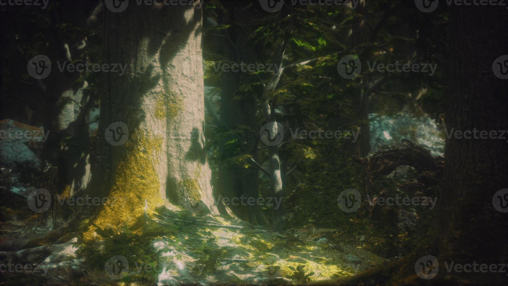 Old trees with lichen and moss in green forest photo