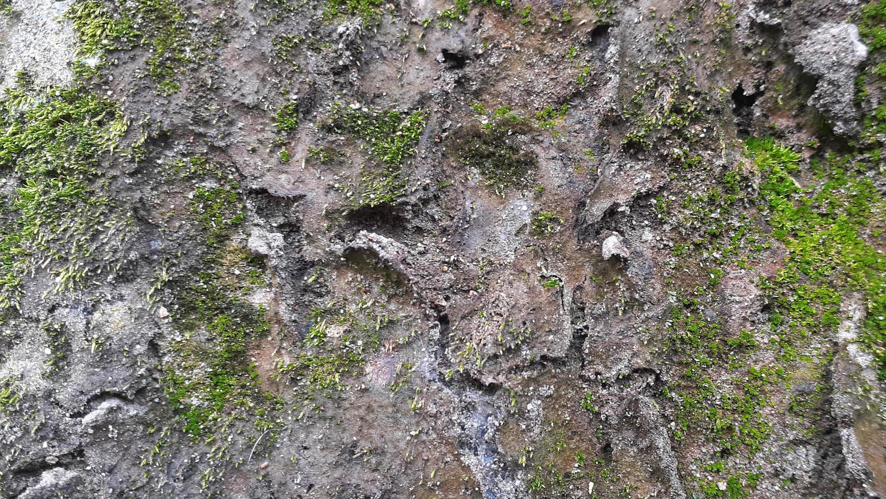 Outdoor close-up wallpaper rough texture of mossy stone photo